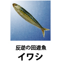 イワシ